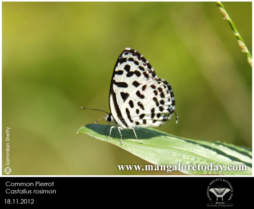 butterfly park belvai, Mangalore